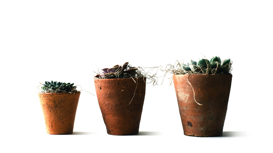 plants in pots